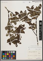 Foto von Salix appendiculata Vill. x Salix waldsteiniana Willd.